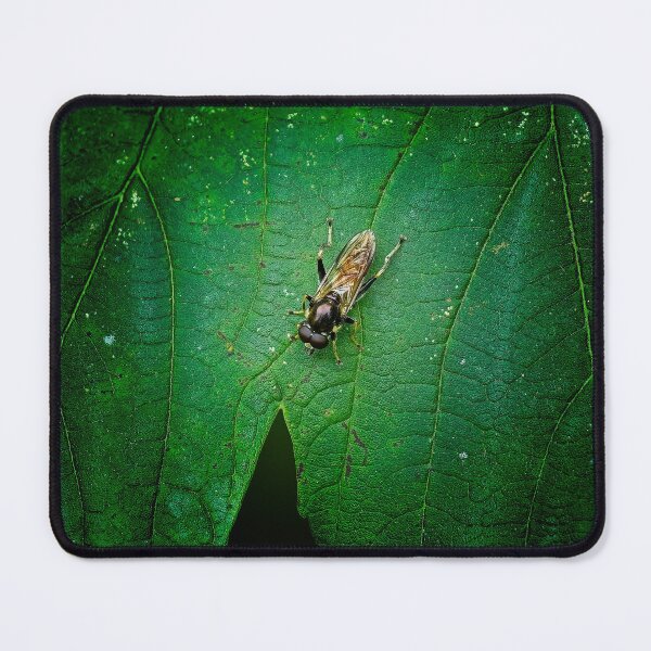 Item preview, Hoverfly Xylota segnis sitting on a leaf designed and sold by Stephen Jarman.