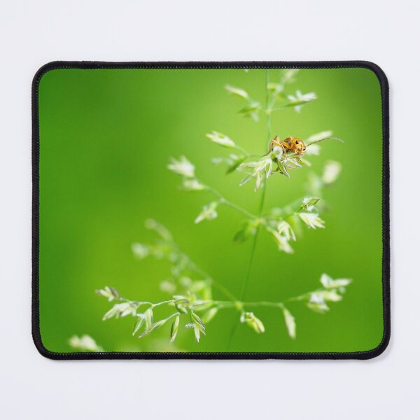 Item preview, Soldier beetle (Rhagonycha fulva) designed and sold by Stephen Jarman.