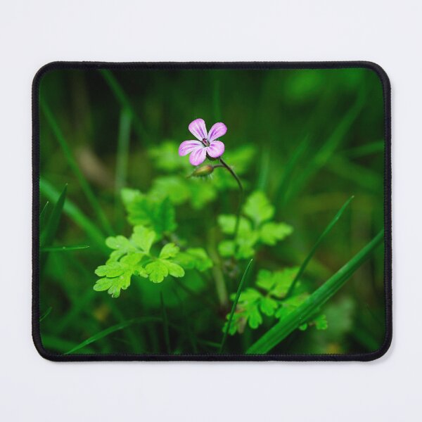 Item preview, Herb Robert (Geranium robertianum) surrounded by grass shoots designed and sold by Stephen Jarman.