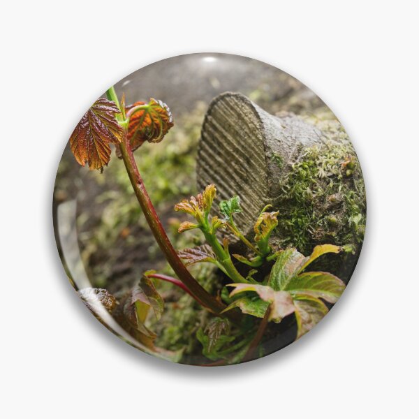 Item preview, Sycamore shoots emerge from tree stump (Acer pseudoplatanus) designed and sold by Stephen Jarman.