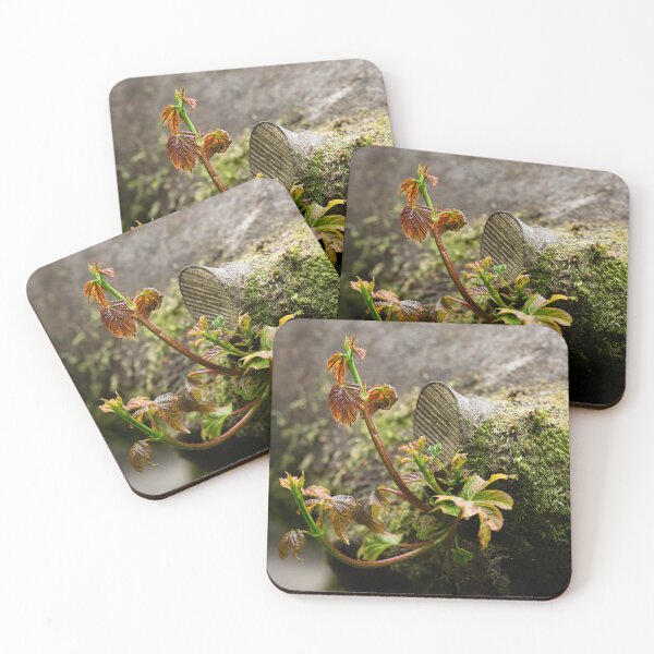 Item preview, Sycamore shoots emerge from tree stump (Acer pseudoplatanus) designed and sold by Stephen Jarman.