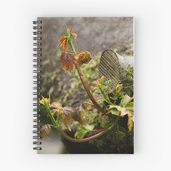 Item preview, Sycamore shoots emerge from tree stump (Acer pseudoplatanus) designed and sold by Stephen Jarman.