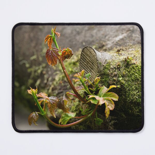 Item preview, Sycamore shoots emerge from tree stump (Acer pseudoplatanus) designed and sold by Stephen Jarman.