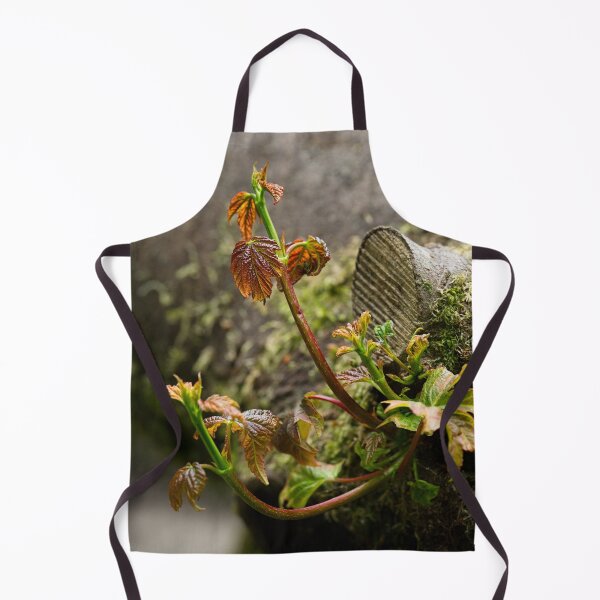 Item preview, Sycamore shoots emerge from tree stump (Acer pseudoplatanus) designed and sold by Stephen Jarman.