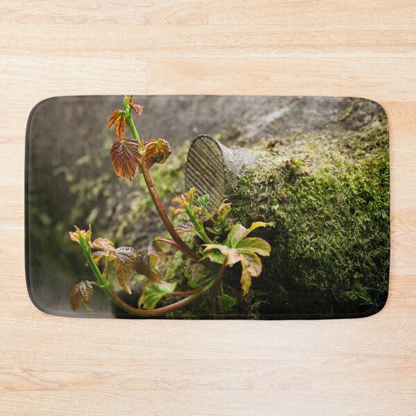 Item preview, Sycamore shoots emerge from tree stump (Acer pseudoplatanus) designed and sold by Stephen Jarman.