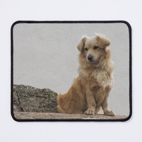 Item preview, Golden Fluffy Dog Sitting on Stone Wall Outdoor Portrait Showing Calm Curious Expression designed and sold by Nmallia.