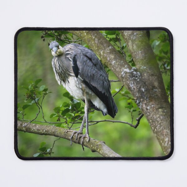 Item preview, A grey heron poses for the camera designed and sold by Stephen Jarman.