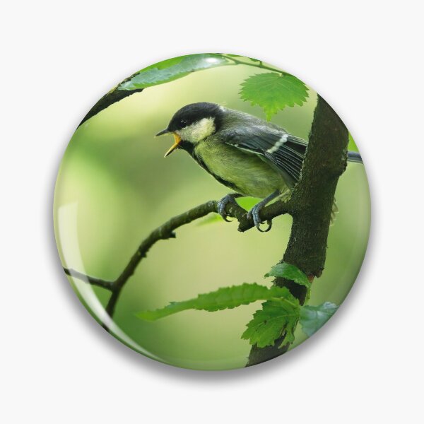 Item preview, Great tit (Parus major) calling for its mate designed and sold by Stephen Jarman.