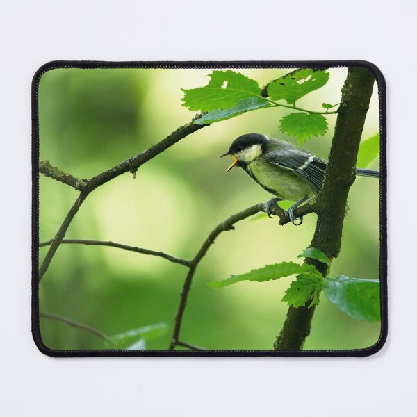 Item preview, Great tit (Parus major) calling for its mate designed and sold by Stephen Jarman.