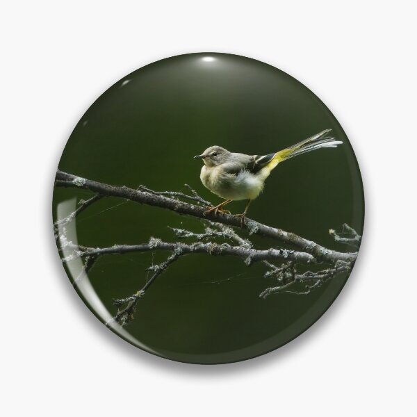 Item preview, Grey wagtail (motacilla cinerea) standing on a tree branch designed and sold by Stephen Jarman.