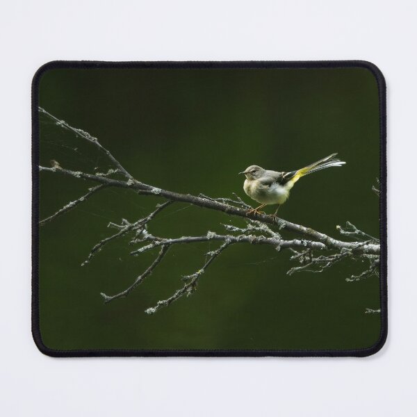 Item preview, Grey wagtail (motacilla cinerea) standing on a tree branch designed and sold by Stephen Jarman.