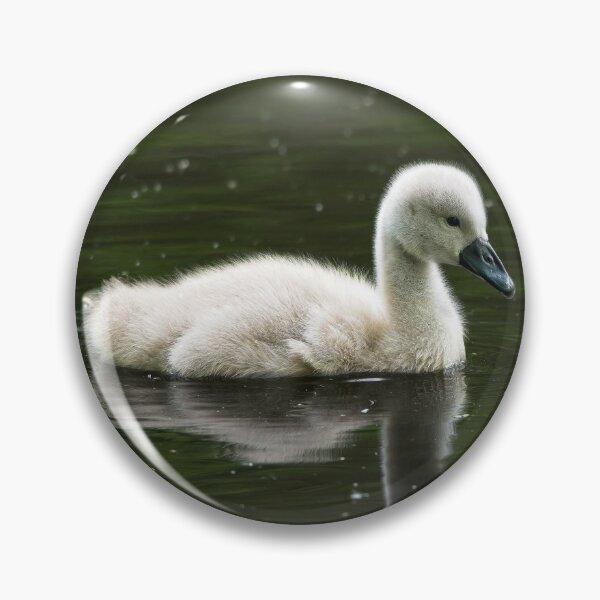 Item preview, Young mute swan (cygnus olor) designed and sold by Stephen Jarman.