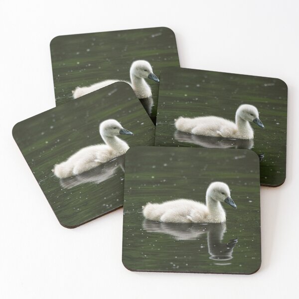 Item preview, Young mute swan (cygnus olor) designed and sold by Stephen Jarman.