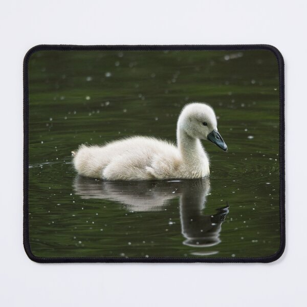 Item preview, Young mute swan (cygnus olor) designed and sold by Stephen Jarman.