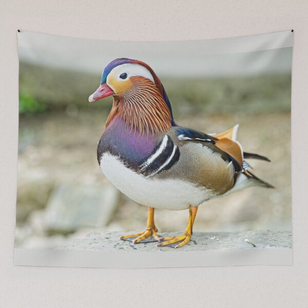 Item preview, Mandarin duck (Aix galericulata) designed and sold by Stephen Jarman.