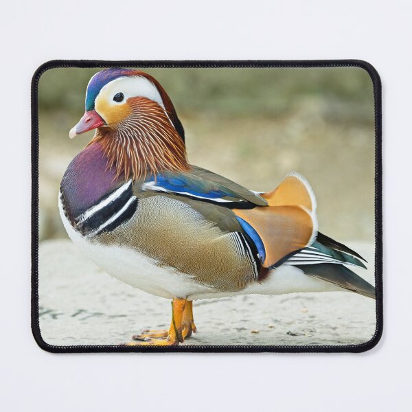 Item preview, Mandarin duck (Aix galericulata) designed and sold by Stephen Jarman.