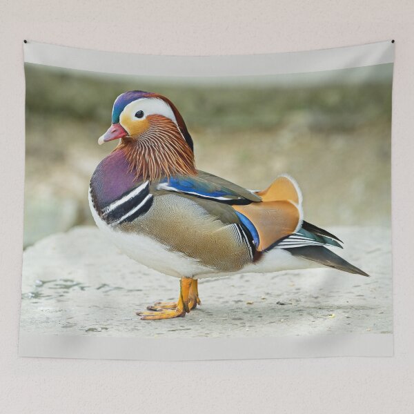 Item preview, Mandarin duck (Aix galericulata) designed and sold by Stephen Jarman.