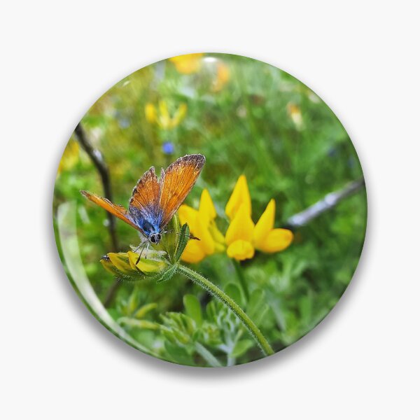 Item preview, Canary Blue butterfly on bird's-foot trefoil designed and sold by birgitsfotoshop.