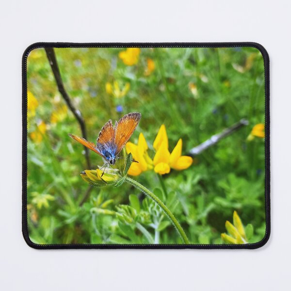 Item preview, Canary Blue butterfly on bird's-foot trefoil designed and sold by birgitsfotoshop.