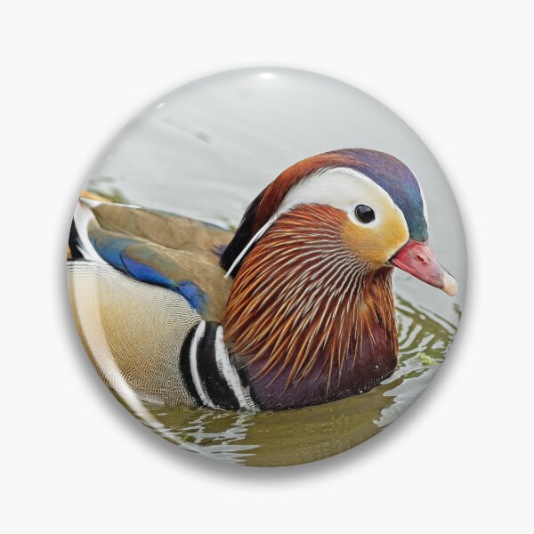 Item preview, Mandarin duck (Aix galericulata) designed and sold by Stephen Jarman.