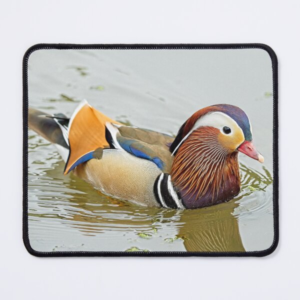 Item preview, Mandarin duck (Aix galericulata) designed and sold by Stephen Jarman.