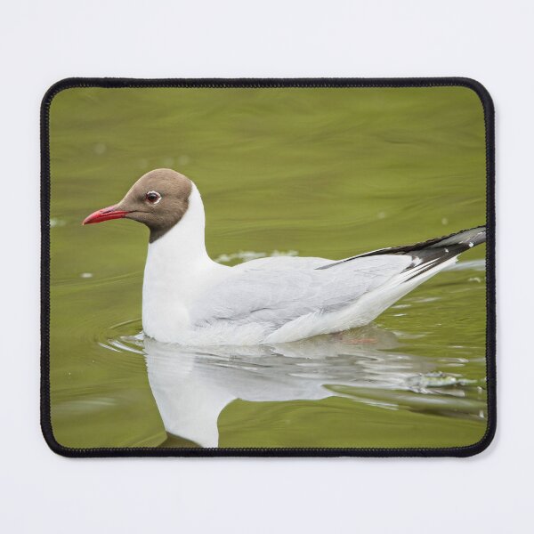 Item preview, Black headed gull (Chroicocephalus ridibundus) designed and sold by Stephen Jarman.