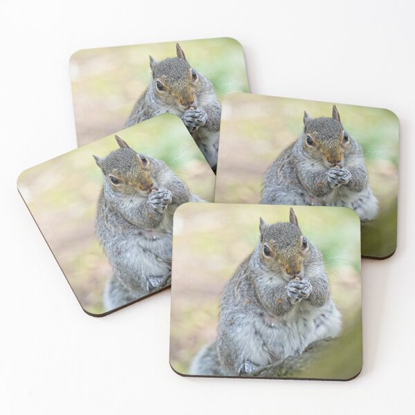 Item preview, Eastern grey squirrel (Sciurus carolinensis) eating  designed and sold by Stephen Jarman.