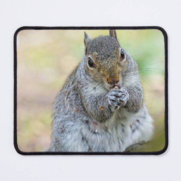 Item preview, Eastern grey squirrel (Sciurus carolinensis) eating designed and sold by Stephen Jarman.