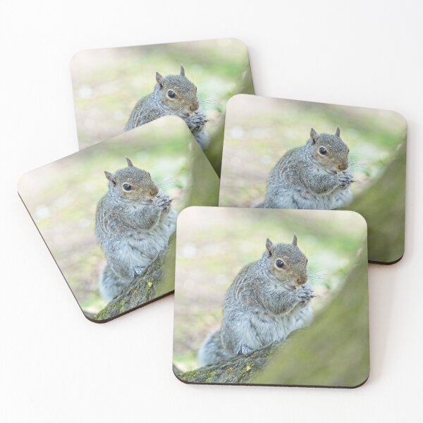 Item preview, Eastern grey squirrel (Sciurus carolinensis) eating  designed and sold by Stephen Jarman.
