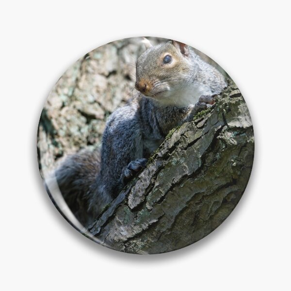 Item preview, Eastern grey squirrel (Sciurus carolinensis) sitting in a tree designed and sold by Stephen Jarman.