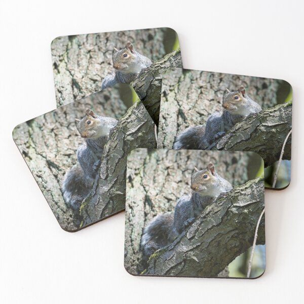 Item preview, Eastern grey squirrel (Sciurus carolinensis) sitting in a tree designed and sold by Stephen Jarman.