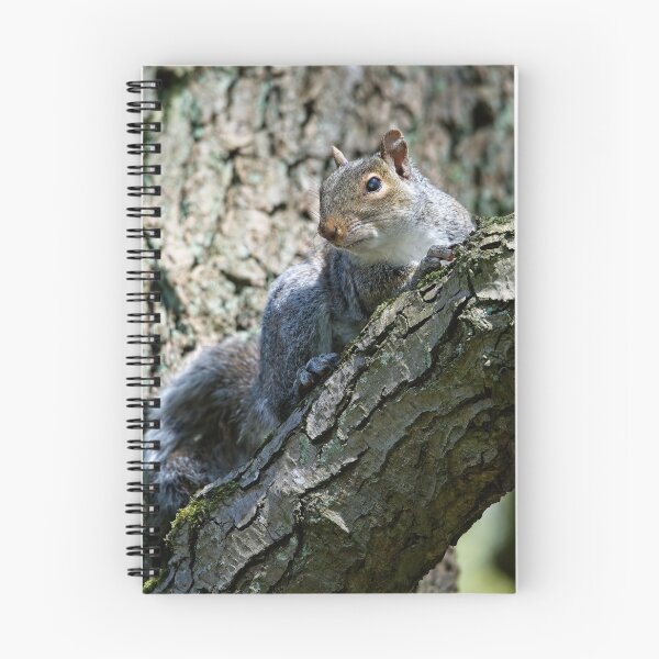 Item preview, Eastern grey squirrel (Sciurus carolinensis) sitting in a tree designed and sold by Stephen Jarman.