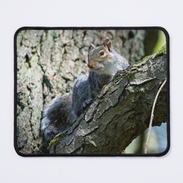 Item preview, Eastern grey squirrel (Sciurus carolinensis) sitting in a tree designed and sold by Stephen Jarman.