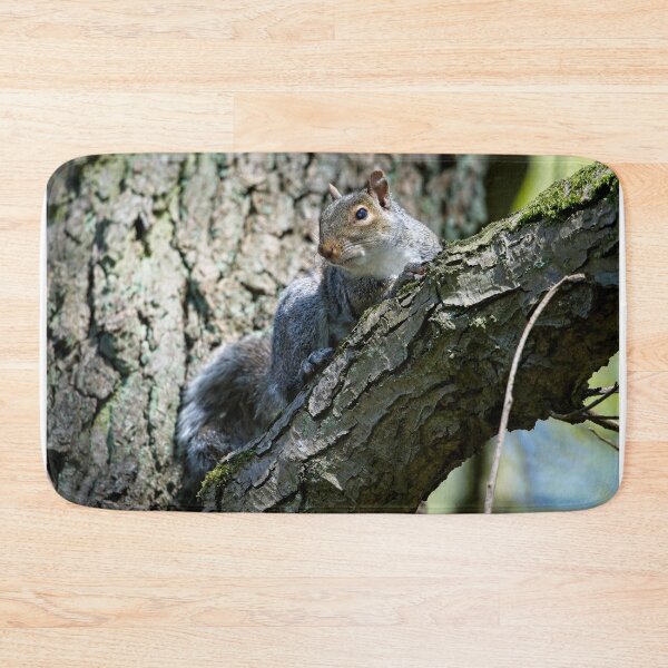 Item preview, Eastern grey squirrel (Sciurus carolinensis) sitting in a tree designed and sold by Stephen Jarman.