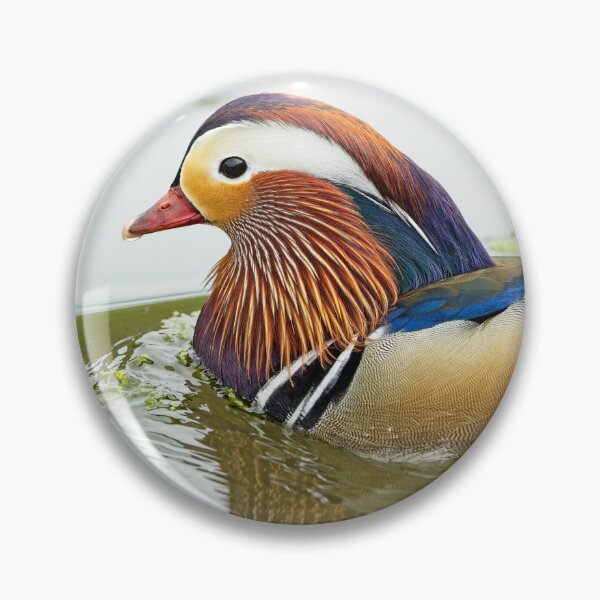 Item preview, Mandarin duck (Aix galericulata) designed and sold by Stephen Jarman.