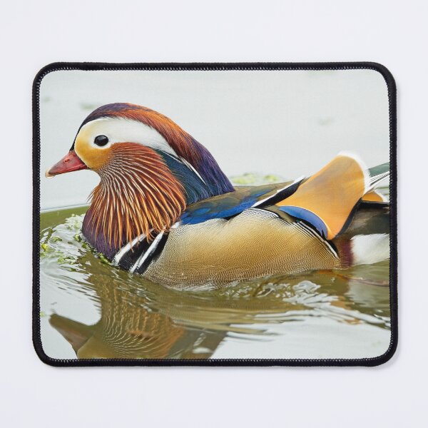 Item preview, Mandarin duck (Aix galericulata) designed and sold by Stephen Jarman.