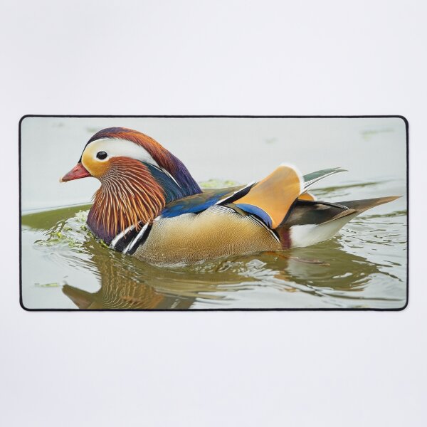 Item preview, Mandarin duck (Aix galericulata) designed and sold by Stephen Jarman.