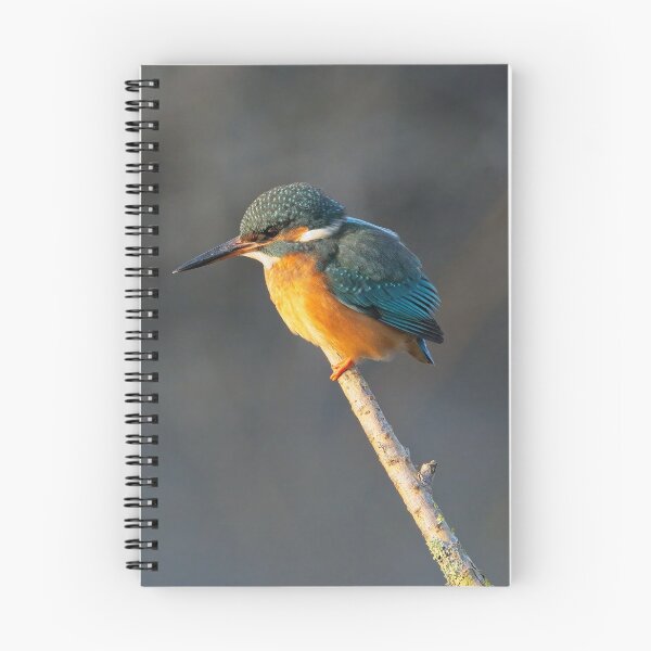 Item preview, Common Kingfisher (Alcedo atthis) perched on a branch designed and sold by Stephen Jarman.
