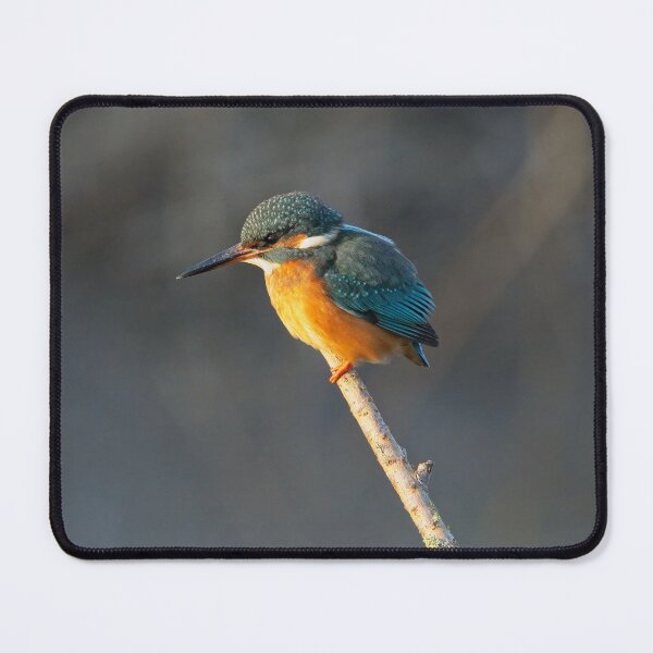 Item preview, Common Kingfisher (Alcedo atthis) perched on a branch designed and sold by Stephen Jarman.