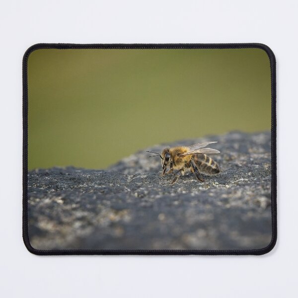 Item preview, Honey bee sits on a wall designed and sold by Stephen Jarman.