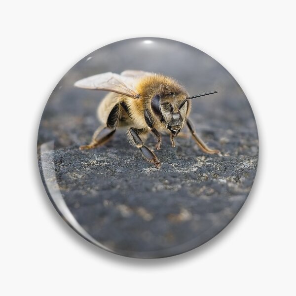 Item preview, A honey bee stands on a wall top (Apis mellifera) designed and sold by Stephen Jarman.