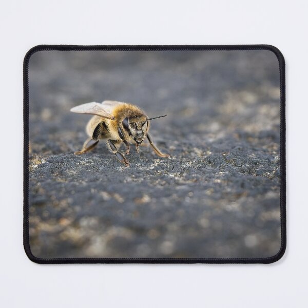 Item preview, A honey bee stands on a wall top (Apis mellifera) designed and sold by Stephen Jarman.