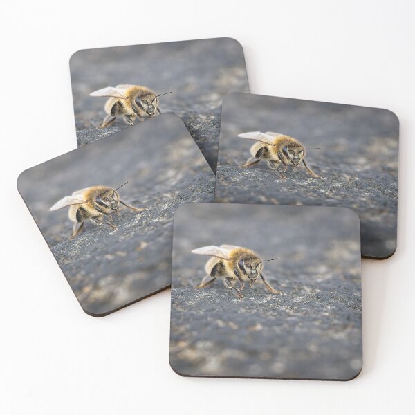 Item preview, A honey bee stands on a wall top (Apis mellifera) designed and sold by Stephen Jarman.