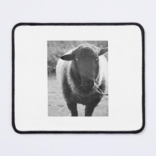 Item preview, Black Sheep in Natural Meadow – Wildlife Photography designed and sold by Sarah – Fine Art & Photography.