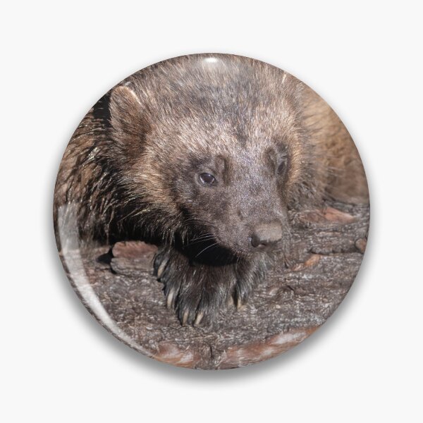 Item preview, Wolverine Close Encounter designed and sold by rawshutterbug.