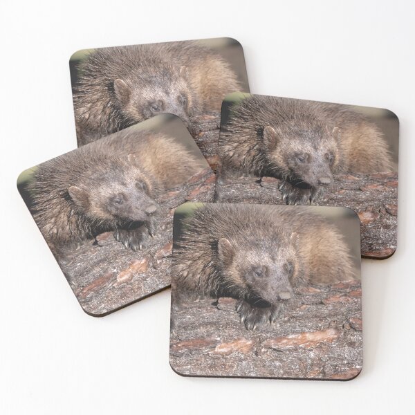 Item preview, Wolverine Close Encounter designed and sold by rawshutterbug.
