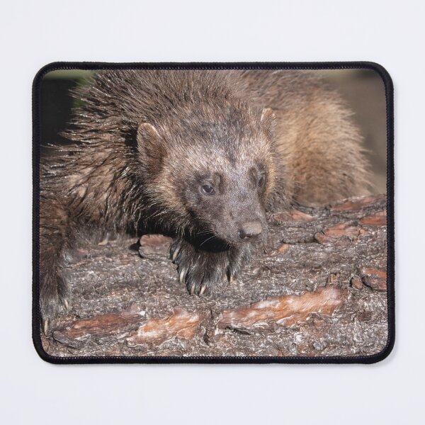 Item preview, Wolverine Close Encounter designed and sold by rawshutterbug.