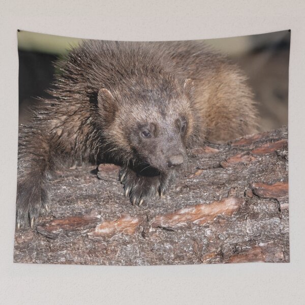 Item preview, Wolverine Close Encounter designed and sold by rawshutterbug.