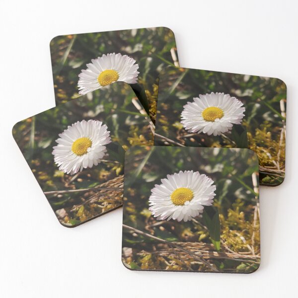 Item preview, Wild Daisy in Sunshine - Cottagecore Botanical Nature Photography designed and sold by Kainicram.