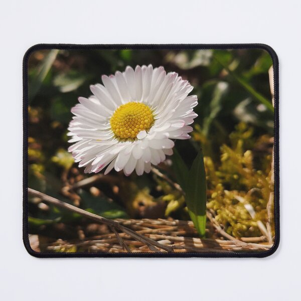 Item preview, Wild Daisy in Sunshine - Cottagecore Botanical Nature Photography designed and sold by Kainicram.